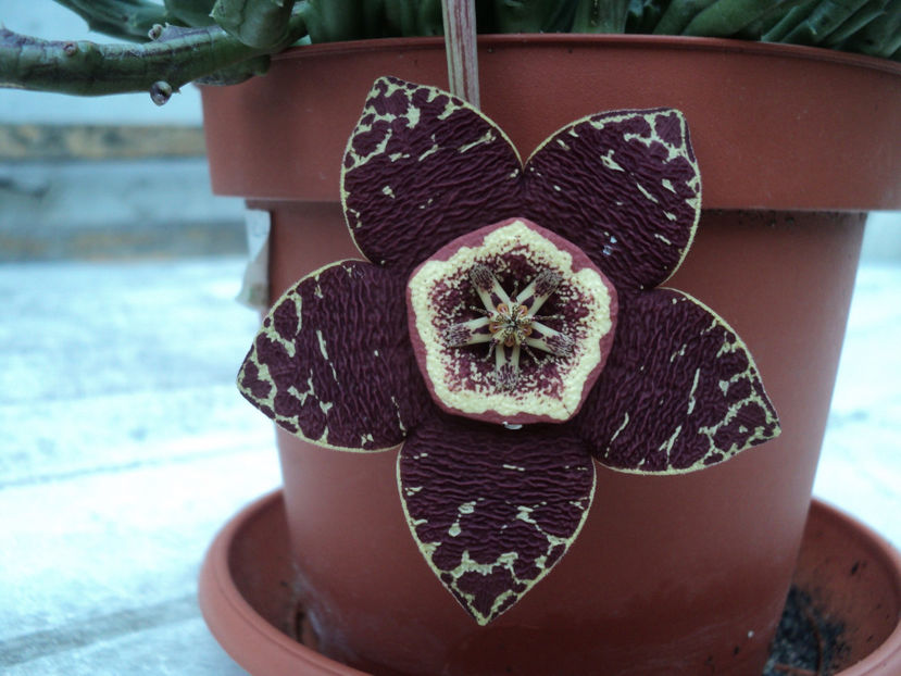 ...iulie 2018 - CACTUSI SI SUCULENTE