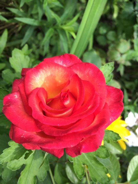 409CD031-8F04-4BEA-990E-97987069A12B - Trandafiri 2018 III