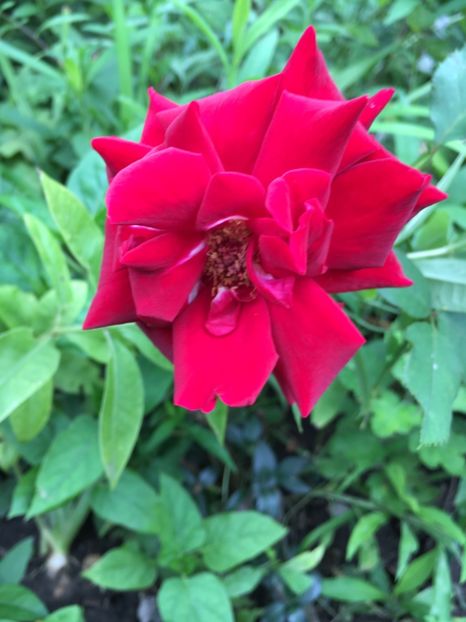 CE7B941F-D7B1-4740-AD6F-54CF0A37E679 - Trandafiri 2018 III