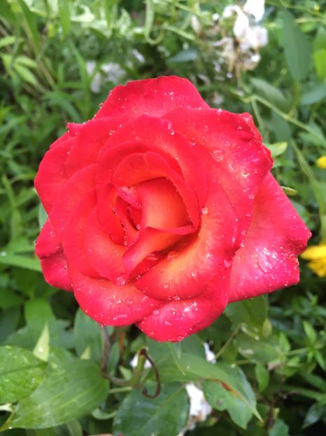 D4401482-8A3F-4154-8861-87AA89B8E5F4 - Trandafiri 2018 III