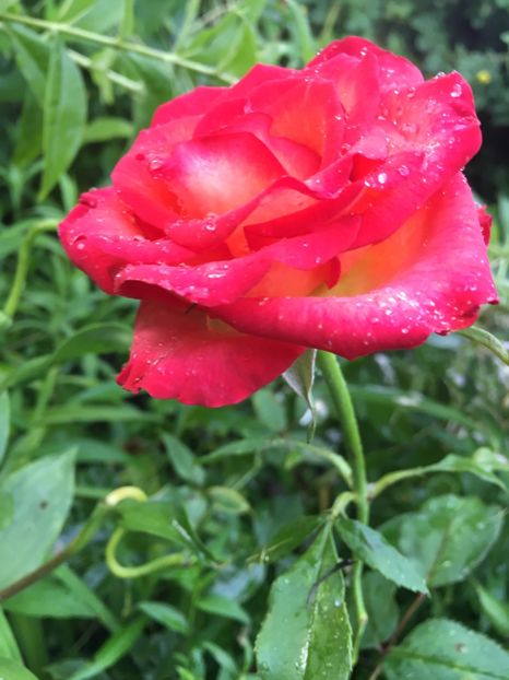 7F8E1233-0B0E-49ED-802A-E3E3E09C9335 - Trandafiri 2018 III