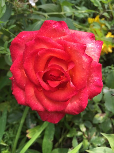 78945AEC-C854-487B-B81D-7E29DE92A35F - Trandafiri 2018 III