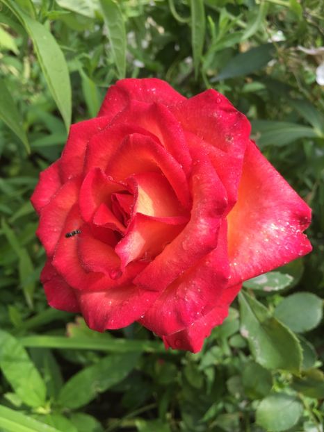 ECE1D671-61D7-40A4-A0BB-C78278F410C9 - Trandafiri 2018 III