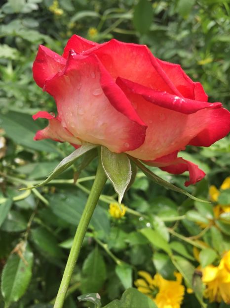 EDA756C0-2B93-416F-BCF7-1FDFA231E169 - Trandafiri 2018 III