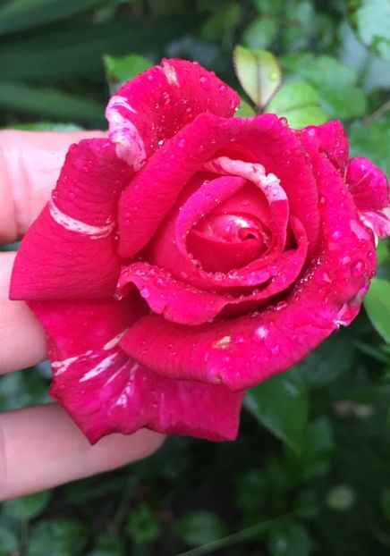 2036BAF2-429C-4504-811D-07443EFDD6BC - Trandafiri 2018 III