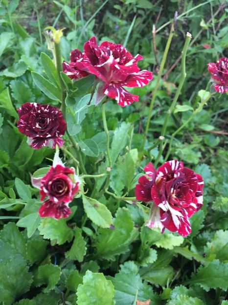 FD6CAB31-EA27-4DFB-969A-1586EAA4D8F4 - Trandafiri la balta