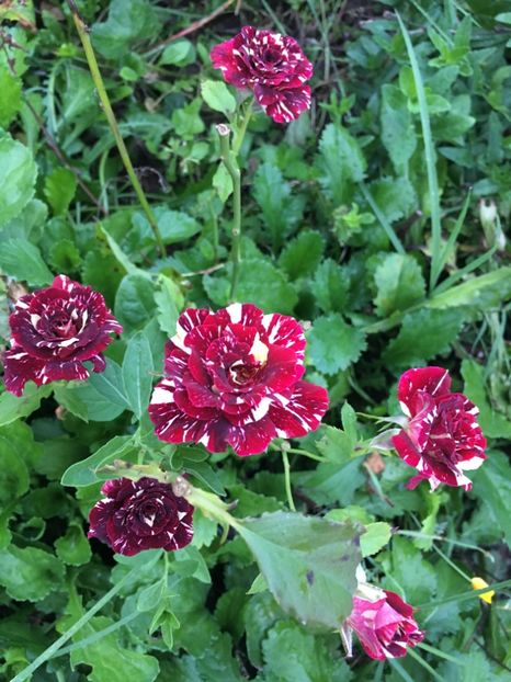 8BDB8E85-9274-4949-9C47-2DB82D40C4F2 - Trandafiri la balta