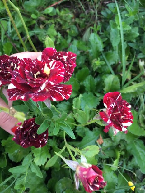 0E94C865-A180-476B-8251-4DAAC46FAEB5 - Trandafiri la balta