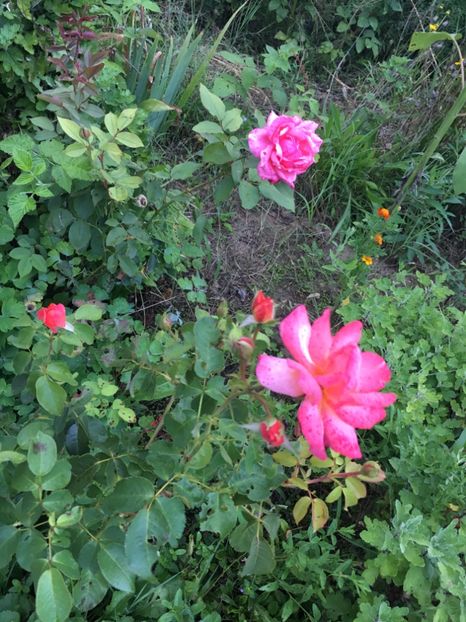 F865F57B-83CD-409C-B612-5823452C356A - Trandafiri la balta