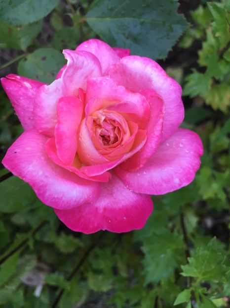 F24E777D-AE65-4A45-994F-9FE66BE05BEB - Trandafiri la balta