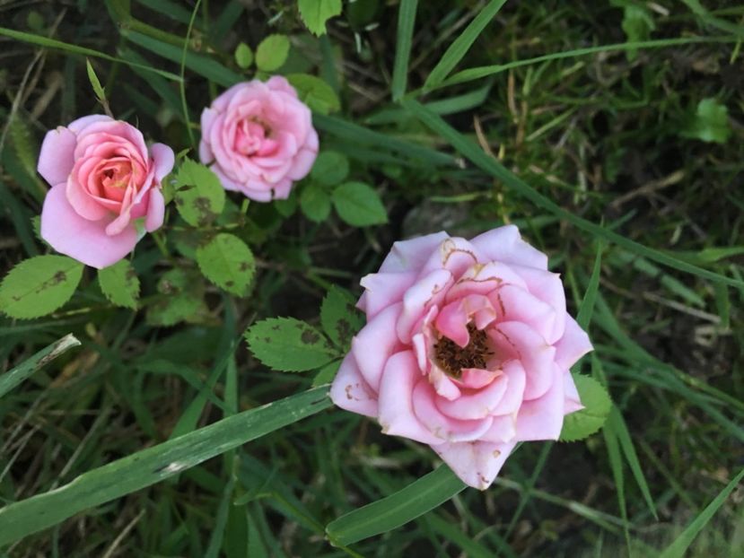 C401AB96-992D-4520-8FEA-F6D89F1610F3 - Trandafiri la balta