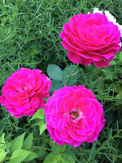 0C599EFE-F24D-44B4-86B7-4D5998953796 - Trandafiri la balta