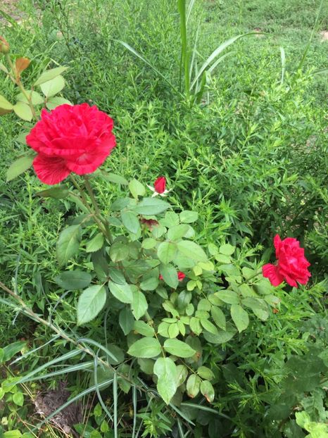 E5C80722-3B71-490A-BFE9-48B460C6B6CD - Trandafiri la balta