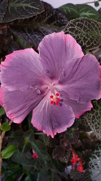  - Hibiscus Moorea My Blue Pearl