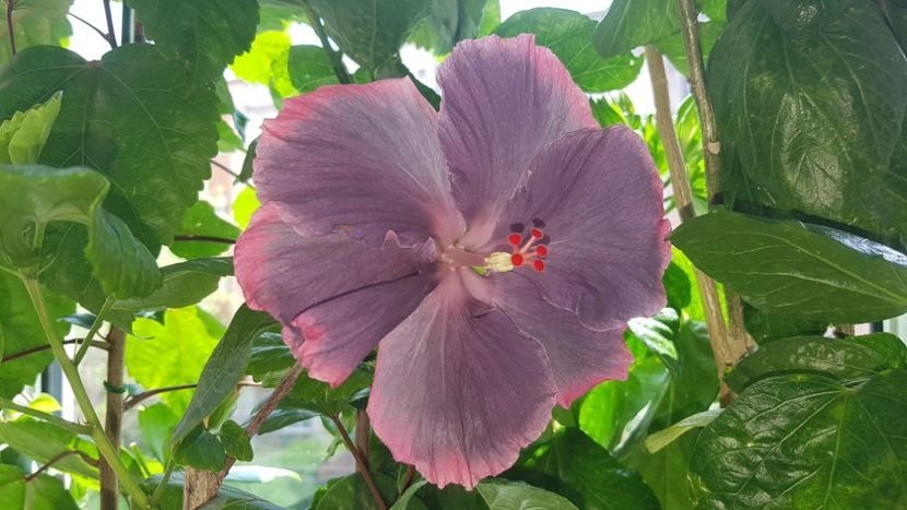  - Hibiscus Moorea My Blue Pearl