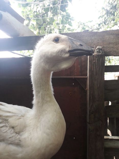  - Boboci de gasca africana 2018