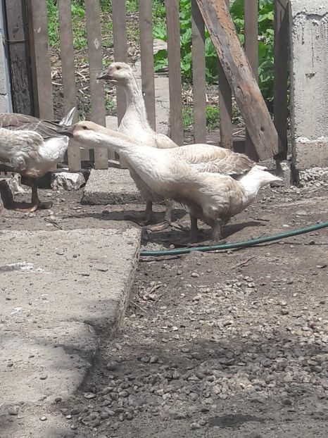  - Boboci de gasca africana 2018