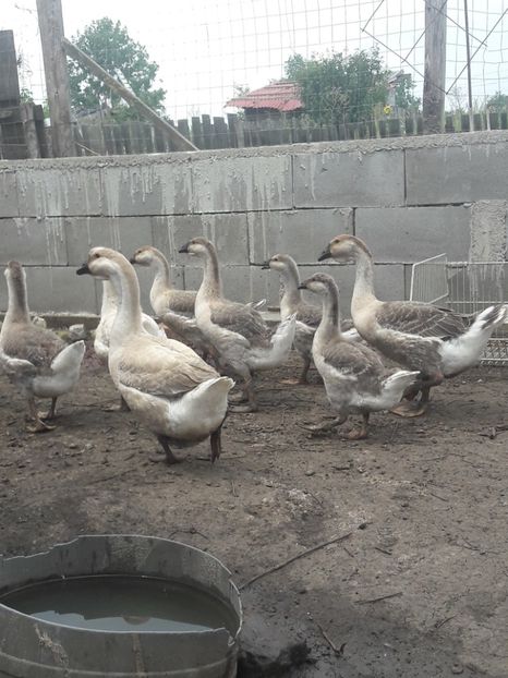  - Boboci de gasca africana 2018