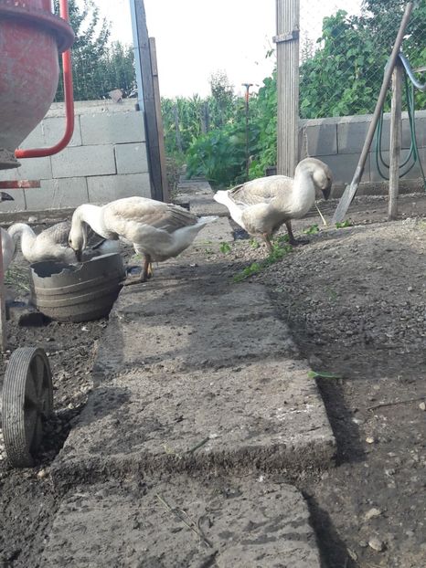  - Boboci de gasca africana 2018