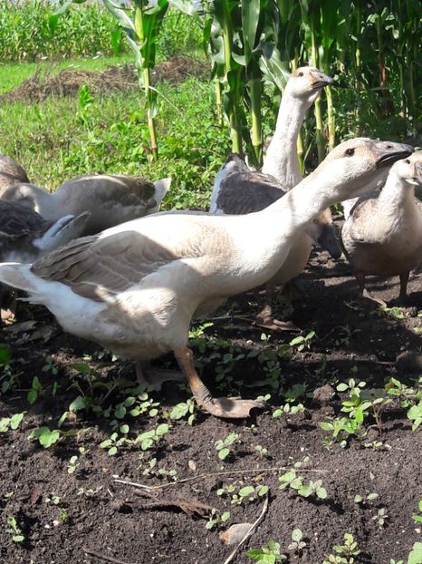  - Boboci de gasca africana 2018