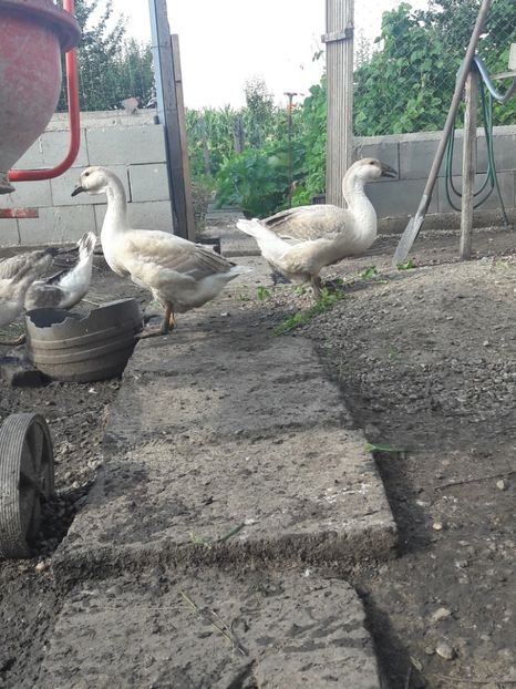  - Boboci de gasca africana 2018