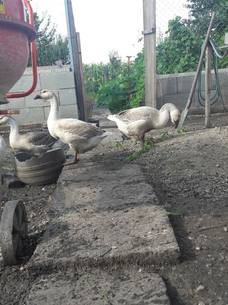  - Boboci de gasca africana 2018