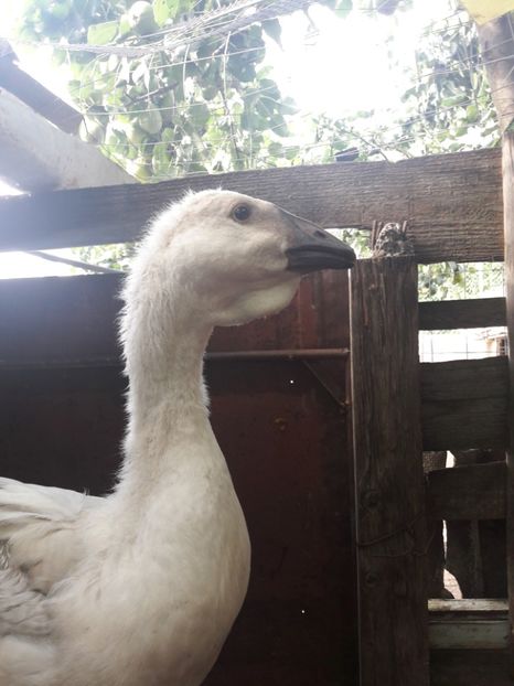  - Boboci de gasca africana 2018