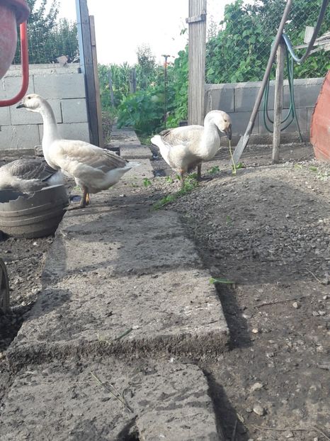  - Boboci de gasca africana 2018