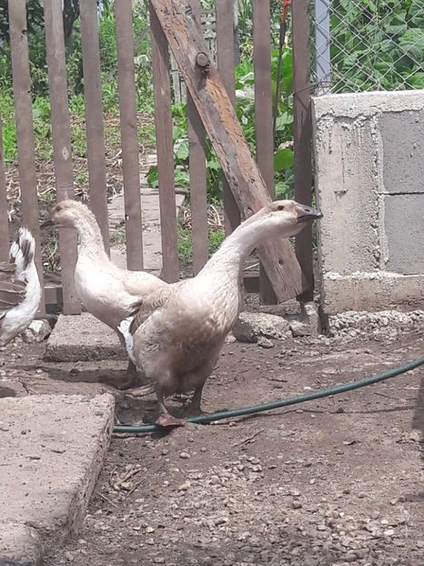  - Boboci de gasca africana 2018