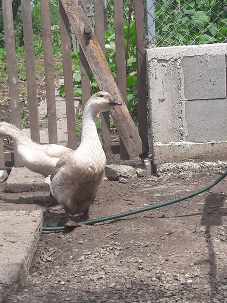  - Boboci de gasca africana 2018