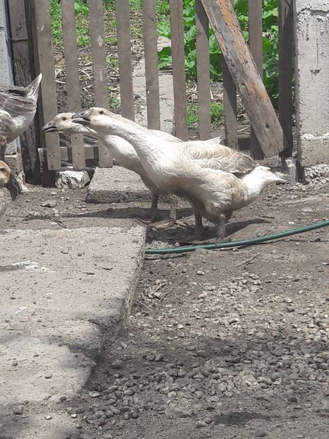  - Boboci de gasca africana 2018