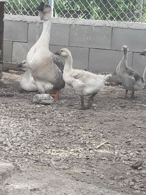  - Boboci de gasca africana 2018