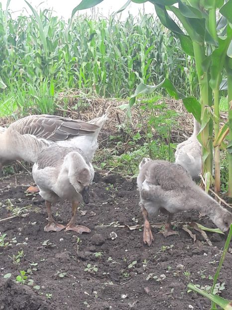  - Boboci de gasca africana 2018