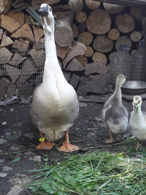  - Boboci de gasca africana 2018