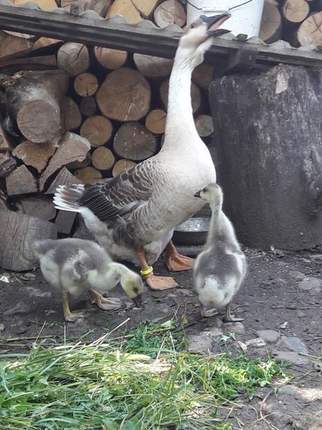  - Boboci de gasca africana 2018