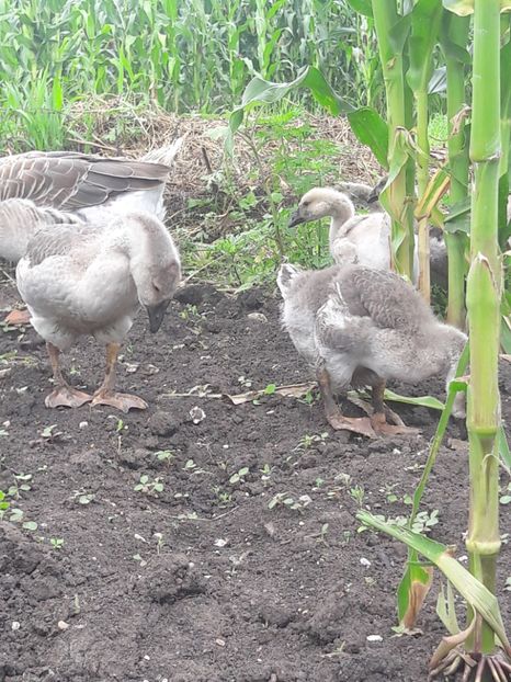  - Boboci de gasca africana 2018