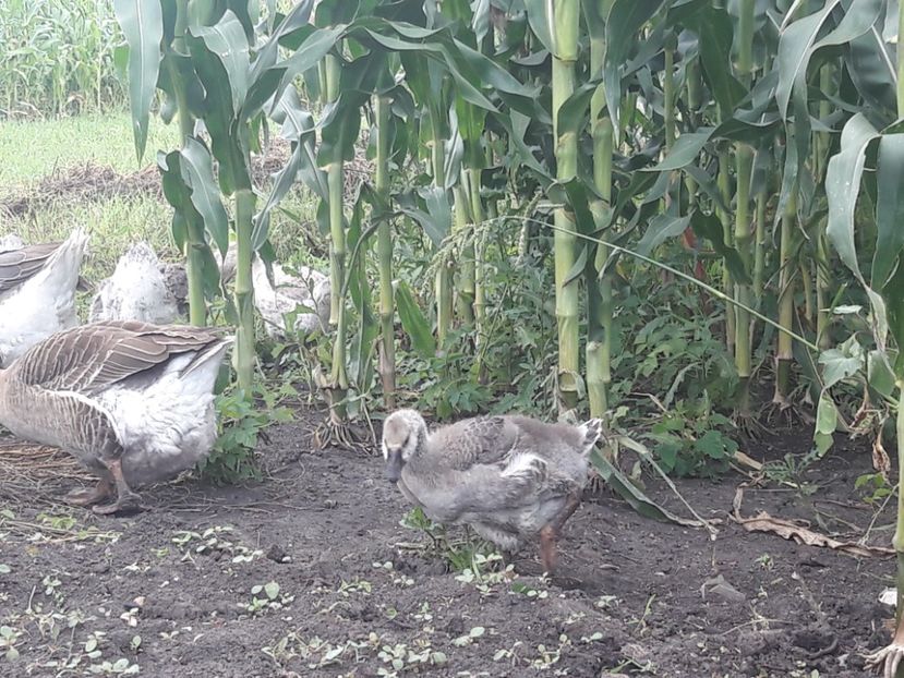  - Boboci de gasca africana 2018