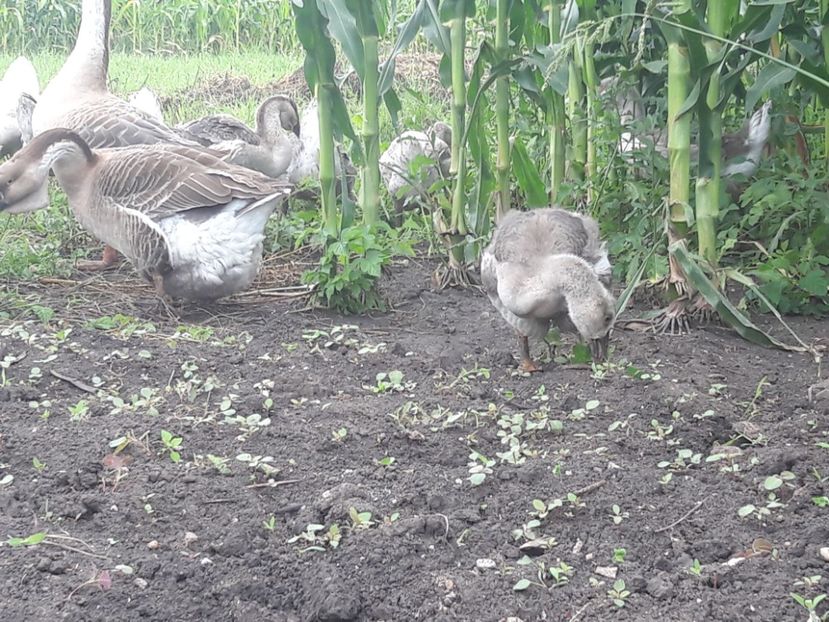  - Boboci de gasca africana 2018