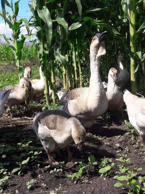  - Boboci de gasca africana 2018