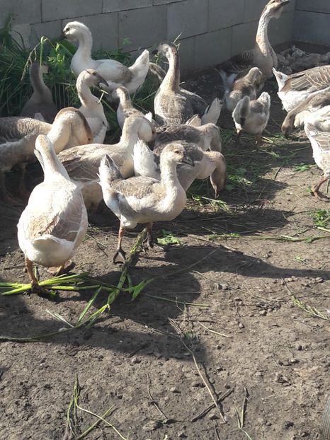  - Boboci de gasca africana 2018