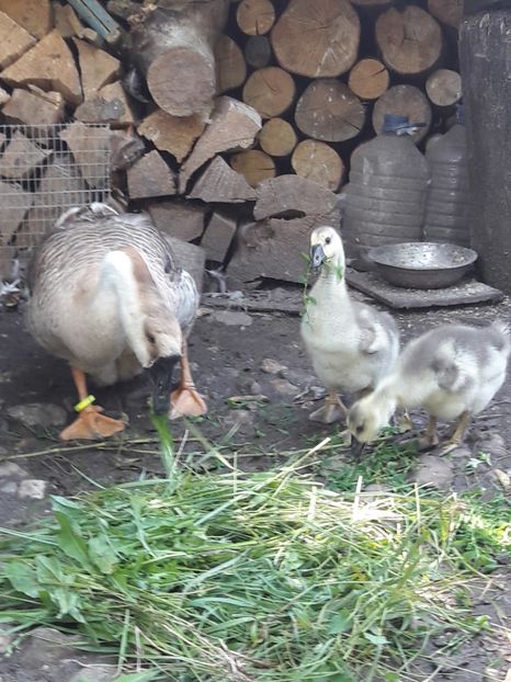  - Boboci de gasca africana 2018