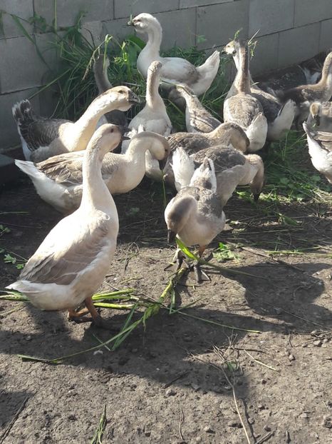  - Boboci de gasca africana 2018