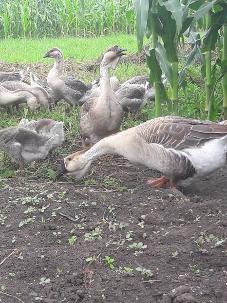  - Boboci de gasca africana 2018