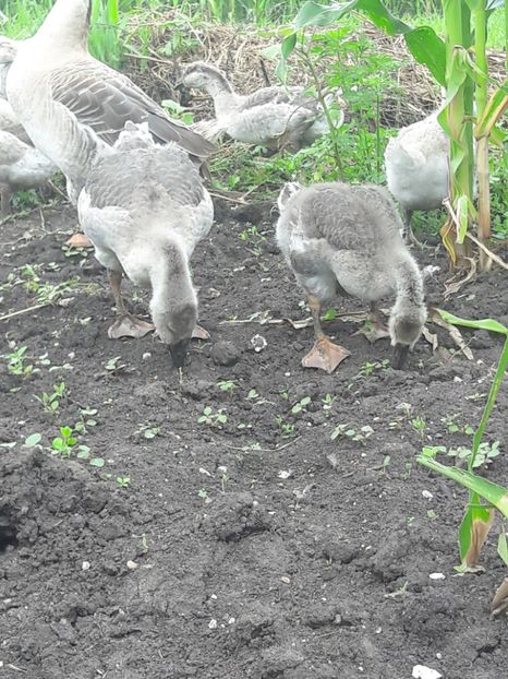  - Boboci de gasca africana 2018