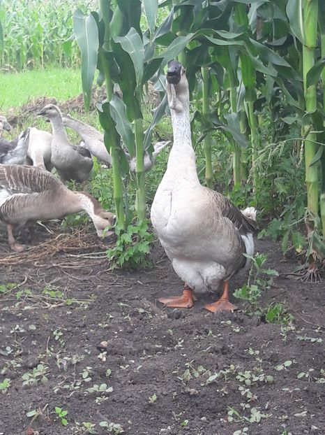  - Boboci de gasca africana 2018