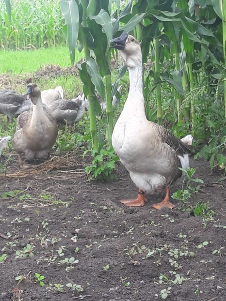  - Boboci de gasca africana 2018