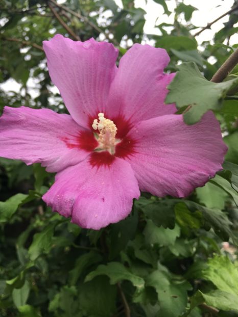 3EA4AFBC-2164-4C98-8292-E4600D2935BC - Nalba de grădina