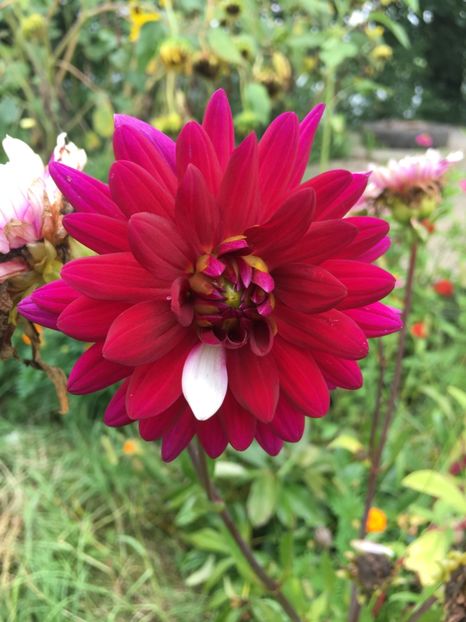 B058A6D5-BEBD-4A3A-B947-4F213161190C - Dalii 2018