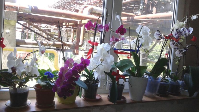 colectia de la birou - 2018