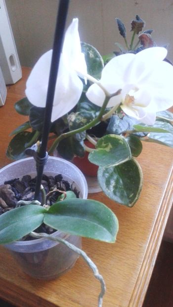 keiki la prima inflorire - 2018